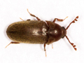 Trixagus dermestoides